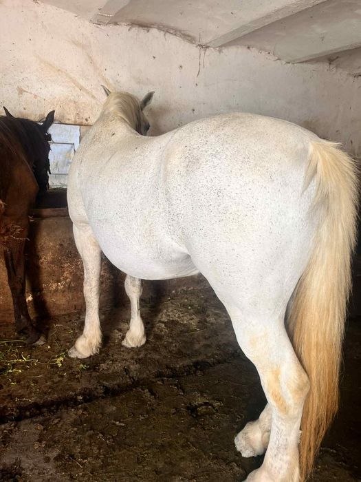 De vânzare iapa de 11 ani Bună de ham