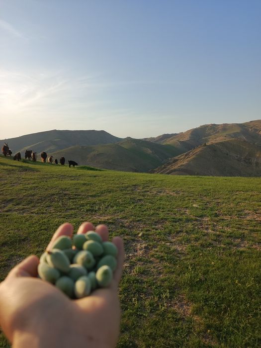 Dovcha dehqonobodniki