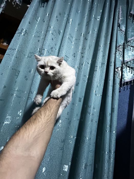 Serbritso Britanyalik Shinshilla