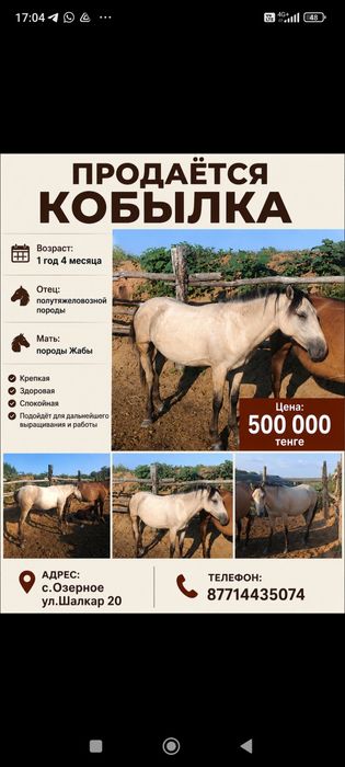 Продам кобылку молодую