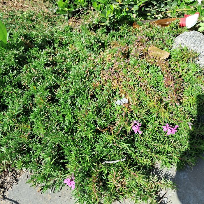 Градински флокс, стайни кактуси