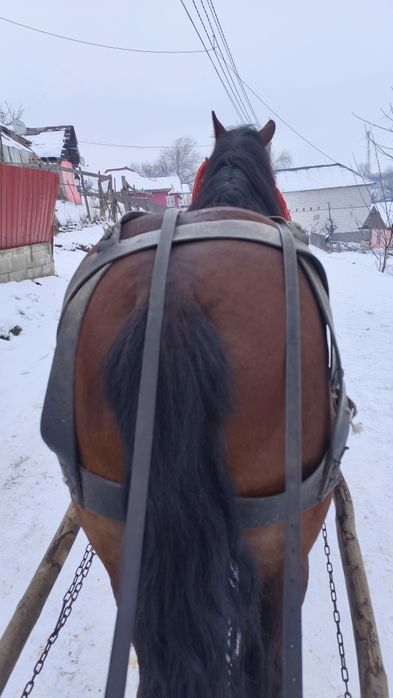 De vânzare armăsar de șase ani foarte blând e cuminte