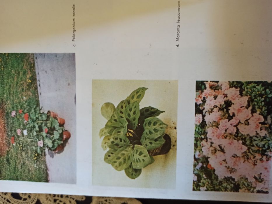 Floricultura, compendiu , manual.