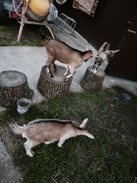 Capra și 2 ieduțe alpine de vanzare