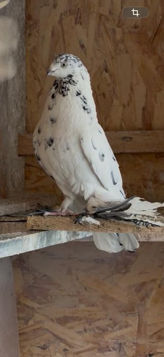 Голуби на гребле