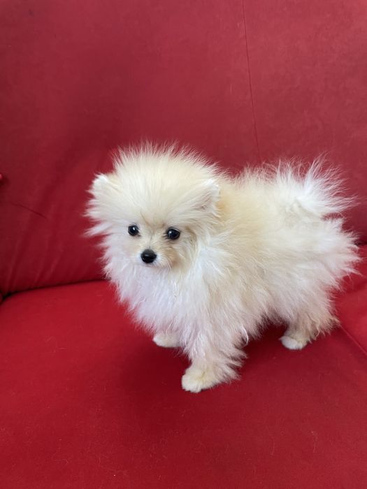 Pomeranian mini toy