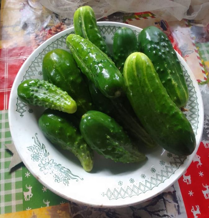 Продам домашние огурцы