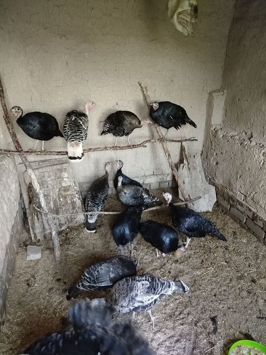 Assalomu aleykum shu induqlarni tuxumi sotiladi aniq narsalar 8 mingda