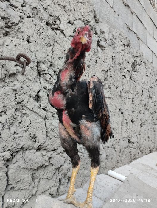 Shamo dakan xóroz va 2 ta makyon toza zotlar yozda yoshiga tólgan