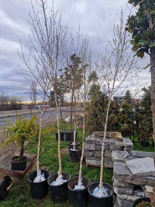 Catalpa  tei mesteacăn  platan