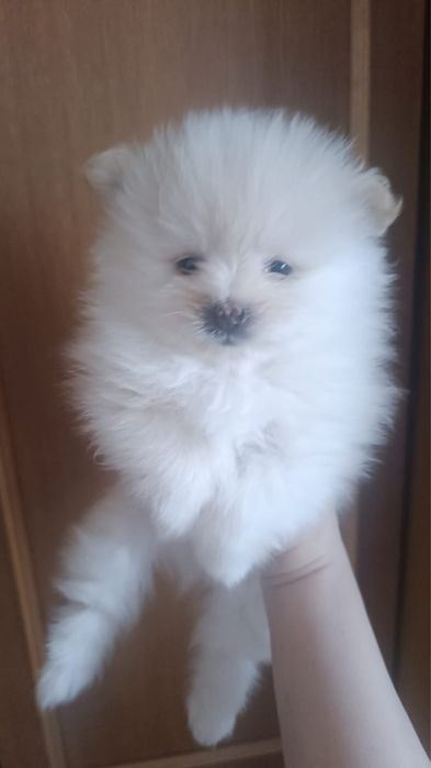 Продам щенков породы: Шпиц