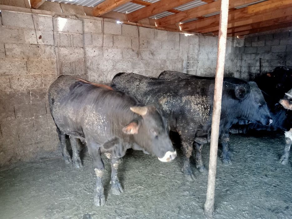 Продам Быков на соғым.