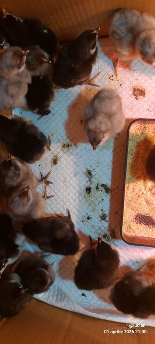 Pui de o zi  australorp