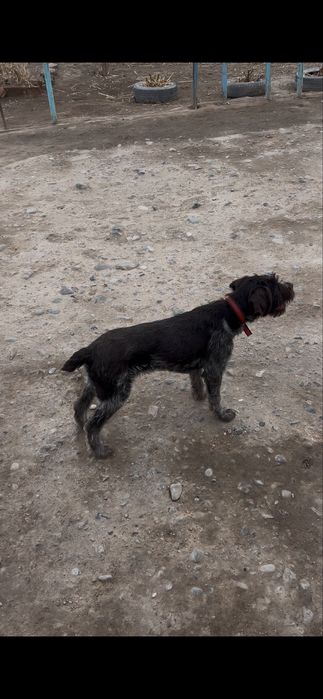 Дратхаар щенок продается 4 месяца