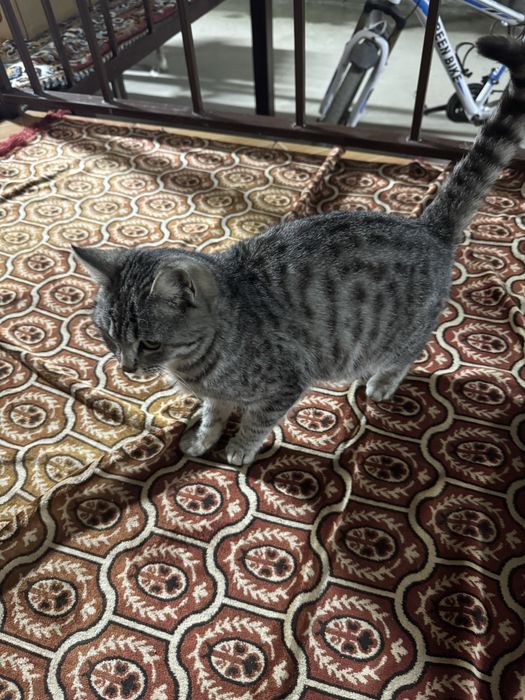 Отдам кошку беременяшка