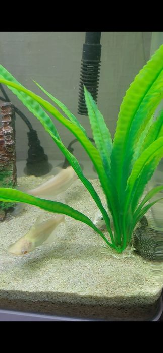 Аквариум комплект сотилади балиглари билан  ##Ташкент