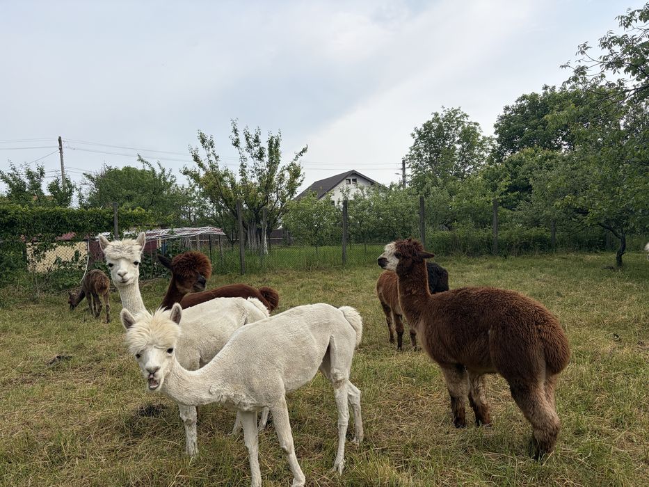 Alpaca de vanzare/femele/masculi/pui