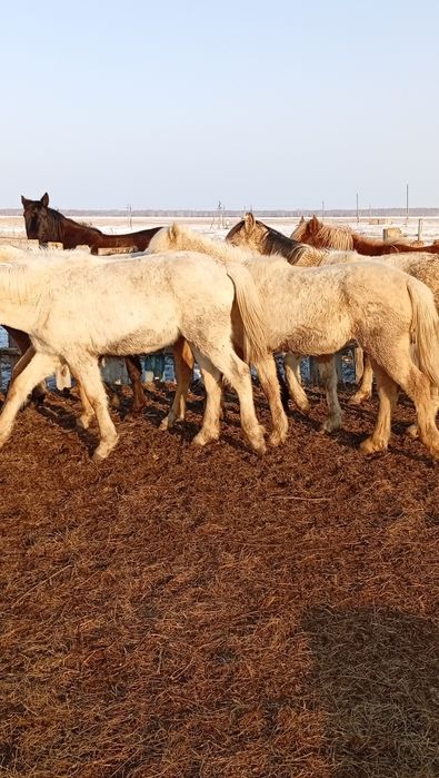 Сатам оптом продам