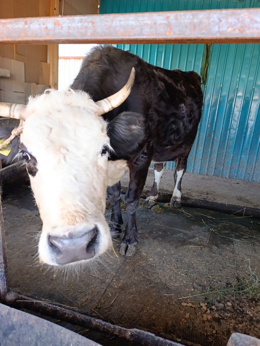 Продам корову с теленком