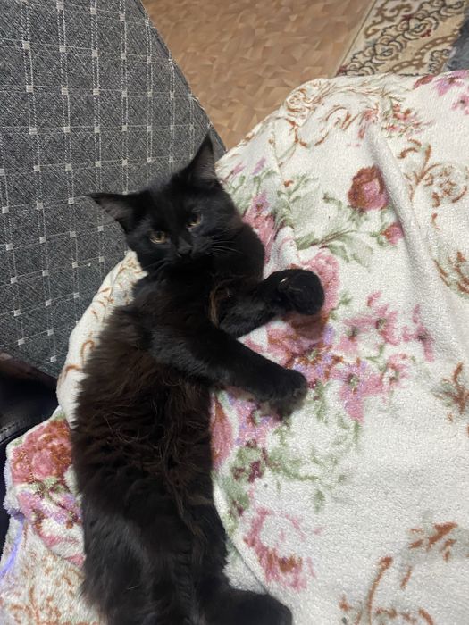 котенок девочка 3 месяца