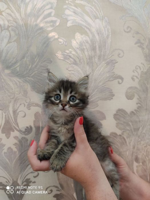 Мартин ищет добрые ручки. Мальчик 2 месяца. Юнусабад