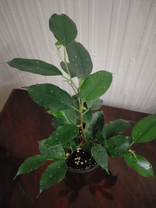 Продам отростки комнатных растений