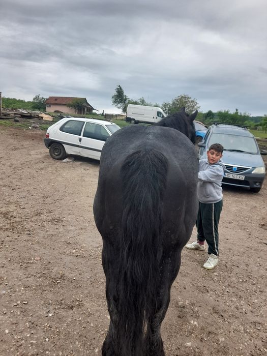 Vând sau schimb  armăsar semi greu  foarte cuminte