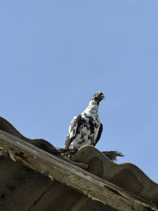 Продаются голуби высако лётные долголетные