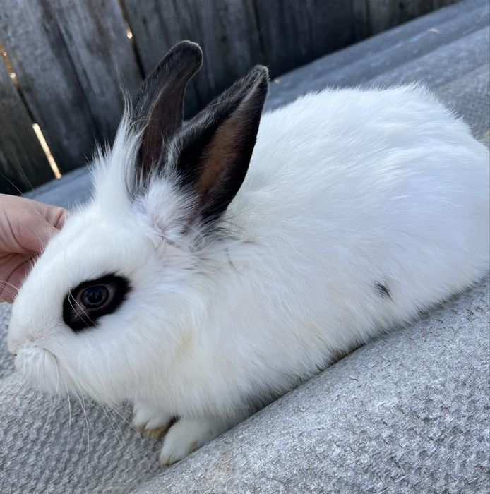 Vand iepuri, pereche