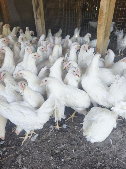 В продаже молодые курочки несушки