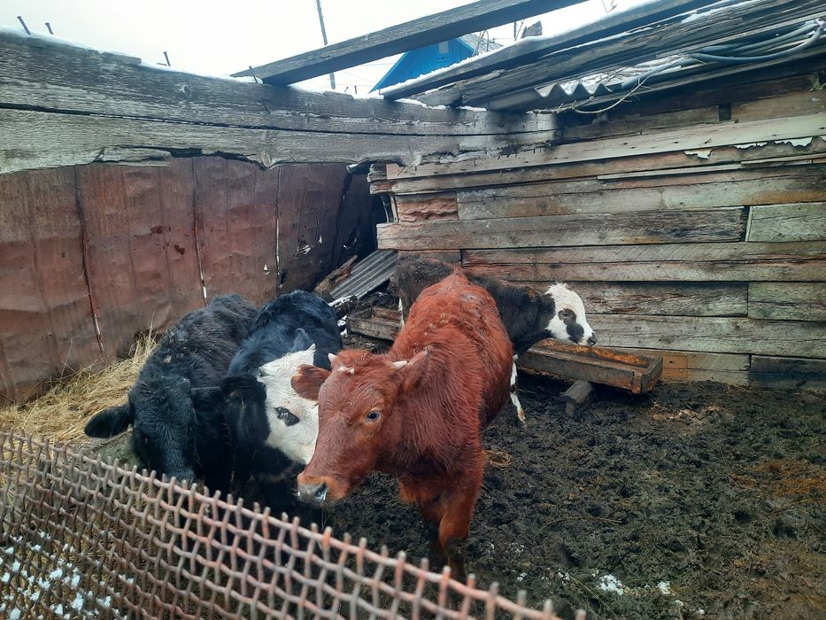 Продам 7голов бычок  оптом