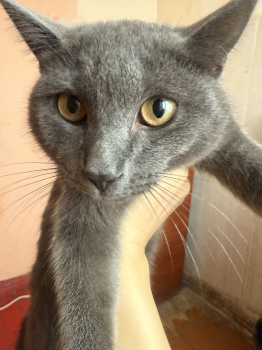 Отдам кота в добрые руки срочно