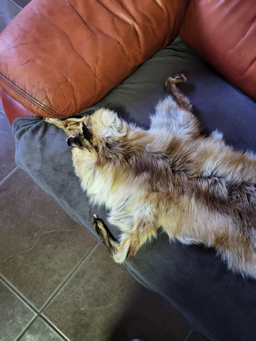 Blana de vulpe naturala