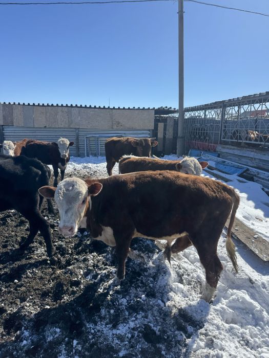 7 быков молодые племенные