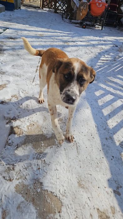 Щенок - подросток Коппер