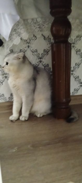 Марғау (Кошка)  Шиншилла СРОЧНО