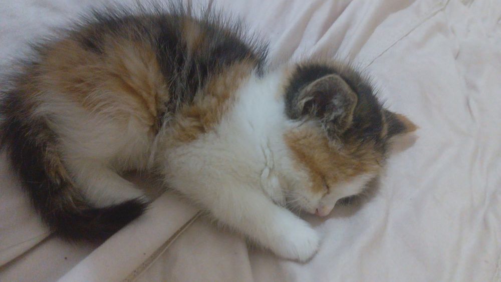 MURZIK aqilli mushukcha  yaxshi insonlarga Hadyaga beriladi