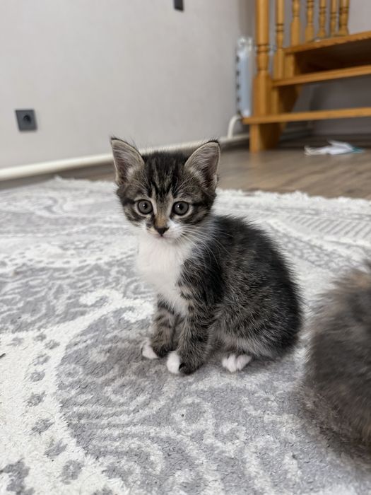 Котята