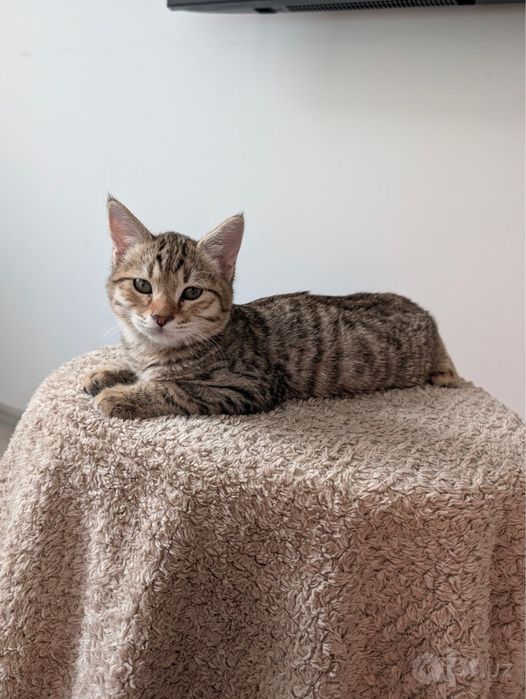 Отдаю кота в хорошие руки