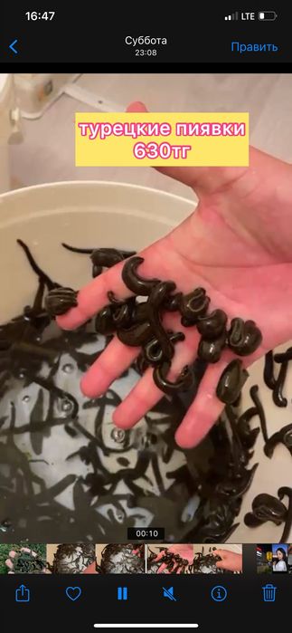 пиявки свежие поступление