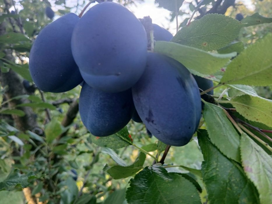 Prune Stanley si Anaspet pentru comercializare sau pentru tuica,mere Irisem si pere Monika de vanzare