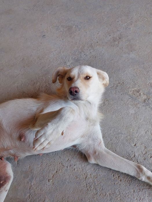 Пристраивается в добрую хорошую семью очень красивая девочка