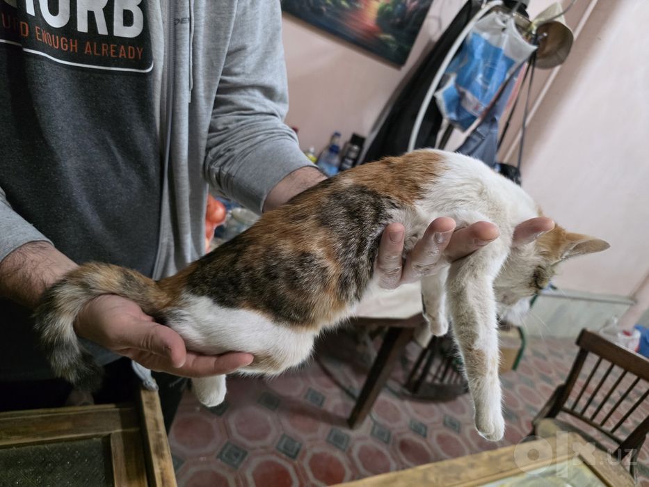 Интеллигентные котята