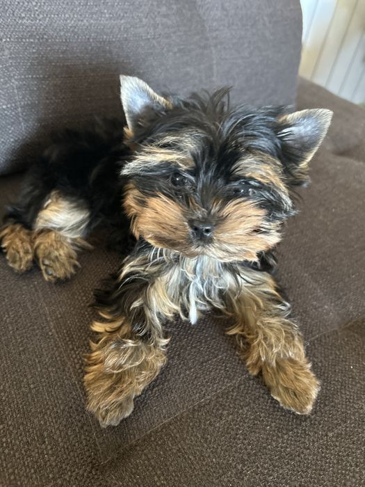 Мини йоркширски териер