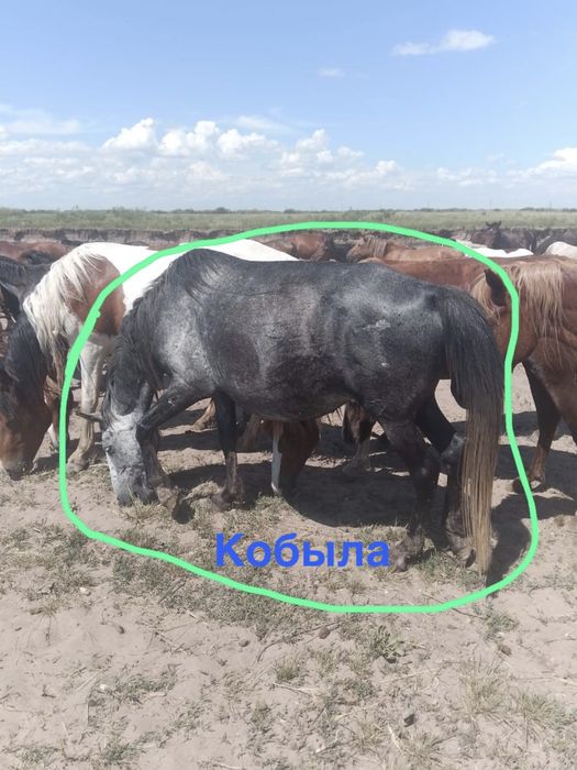 Продам лошадей срочно