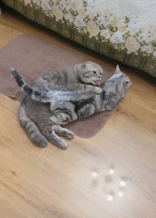 Ищем невесту для ДОСТОЙНОГО кота!