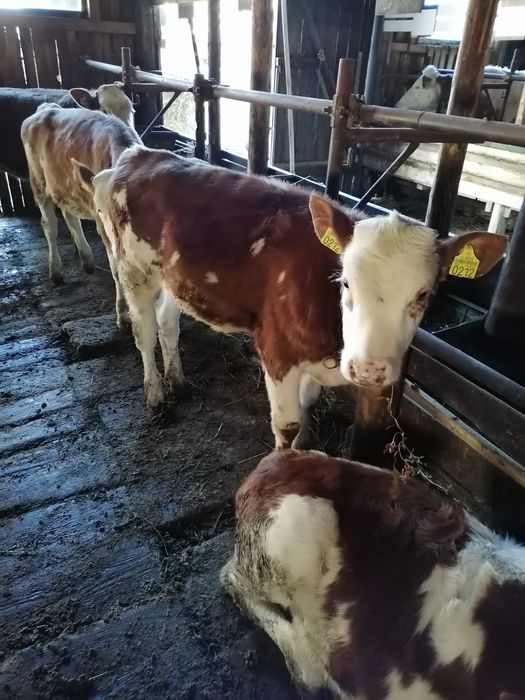 Vand vitele baltata romaneasca