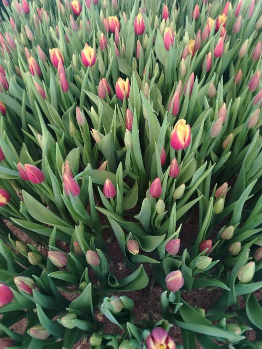 Принимаем предзаказ на цветы к 8 марта!!!