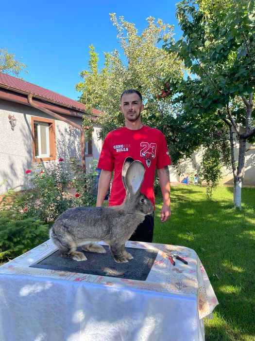 Femele / masculi uriaș german