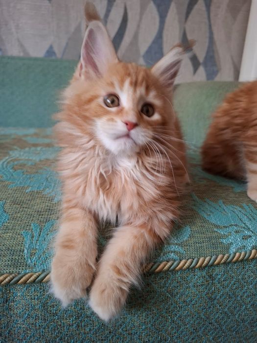 Котята срочно продам
